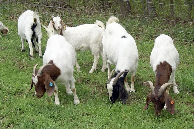 Goat Meat Is Healthier Than Other Meats!