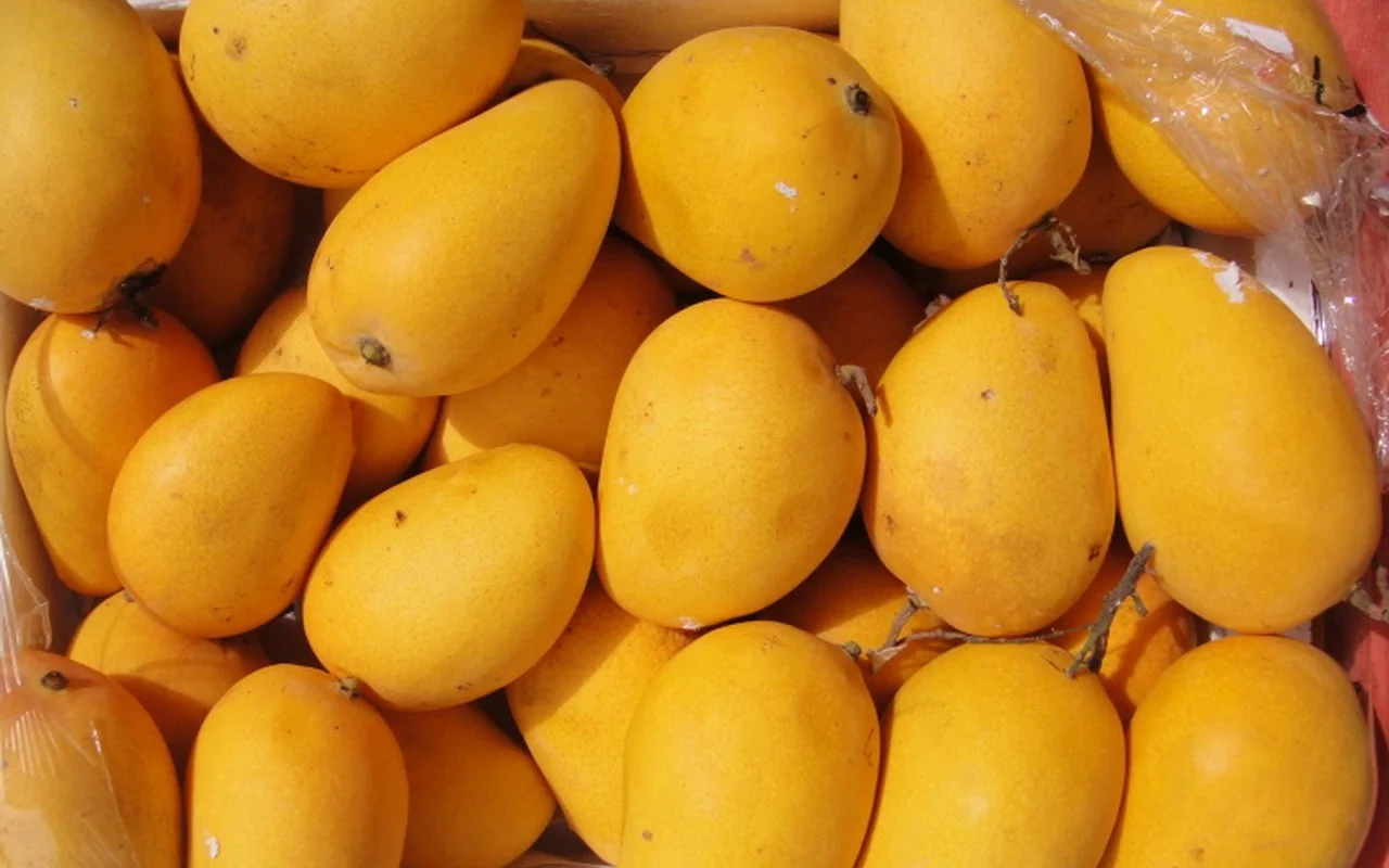 You Can Eat Mangoes and Still Lose Weight!